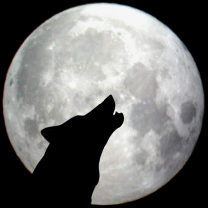 Koszulka z wilkiem wyjącym do księżyca