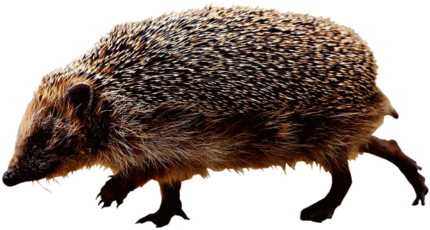 Jeż