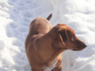 Koszulka męska RU-DY pies