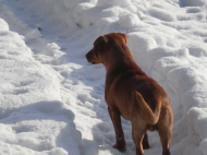 Koszulka męska RU-DY pies