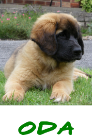 LeonBerger
