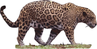 Jaguar I