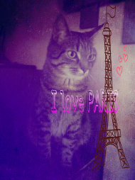 Kot Alex w Paryżu
