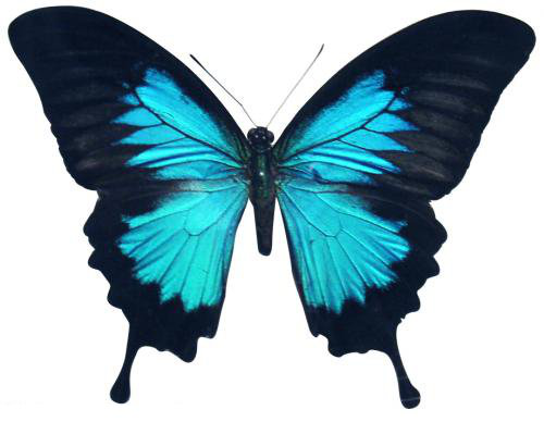 Kubek z nadrukiem Motyla