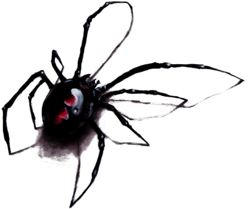 Czarna wdowa - bluza dla niego