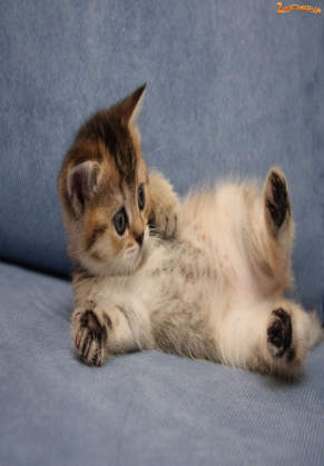 Koszulka koteczki dla mniejszych