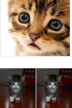 Koszulka koteczki dla mniejszych