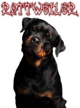 koszulka rottweiler