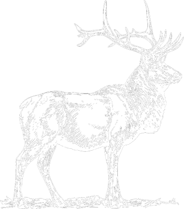 MWroblewski Deer T-shirt (white)