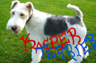 Kacper Terrier bluza biała
