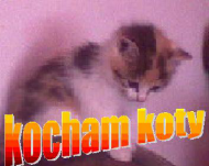 kocham koty