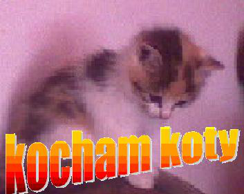 kocham koty