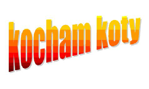 kocham koty