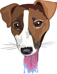 Pieskie Życie- Jack Russel