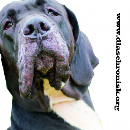 Dog Niemiecki