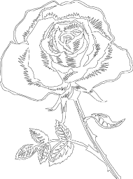 Róża -1- damska