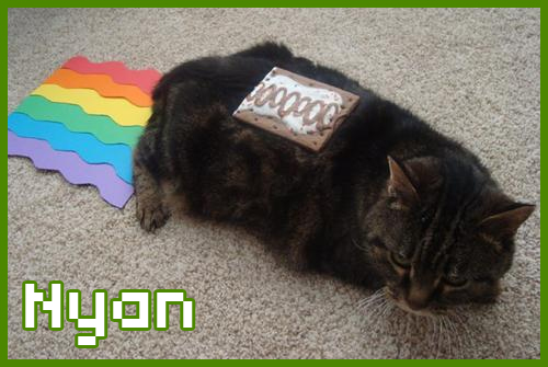 Prawdziwy Nyan Cat
