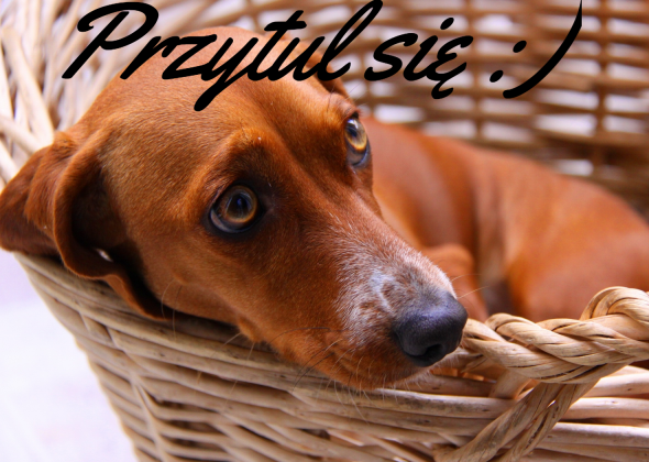 Plakat "Przytul się :)" Z jamnikiem,