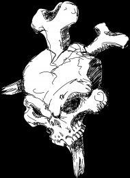 Hand-drawn Skull