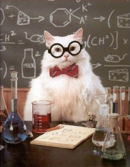 Chem Cat 2