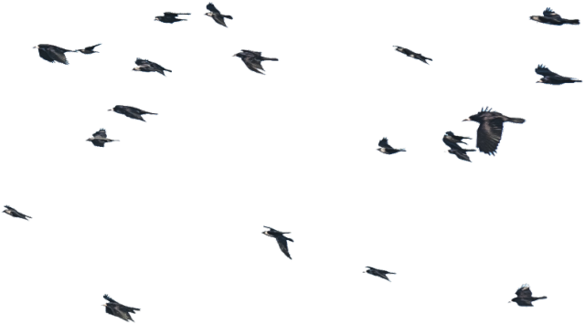 Ptaki