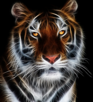 Tygrys #1
