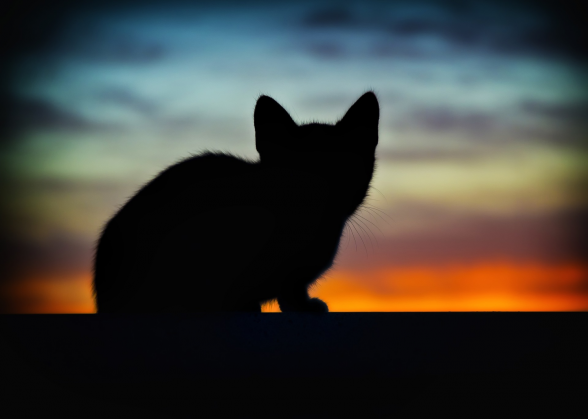 cat's shadow