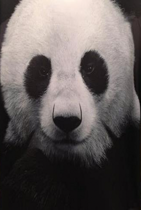 T-shirt Panda wesrsje