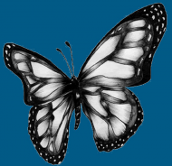 Czarny Motyl Damska Niebieska