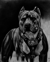 pitbull ,szara