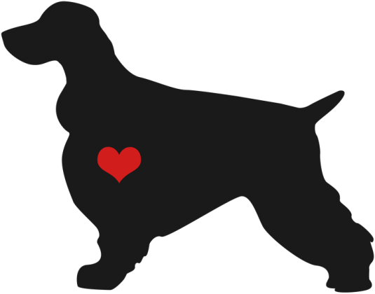 Cocker Spaniel