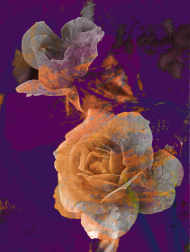 Retromodern Roses/dama