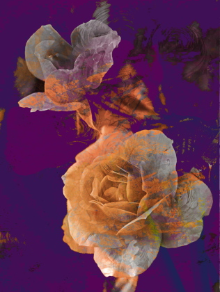 Retromodern Roses/dama