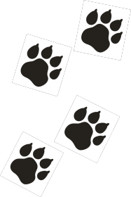 T-shirt biały męski