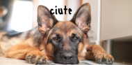 Cute Dog Magiczny kubek