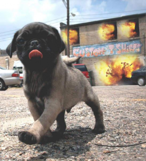 Doggy - nadruk