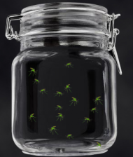 biodiversity - komar