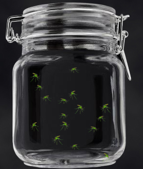 biodiversity - komar