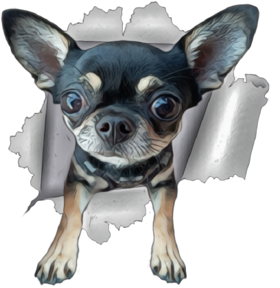 Chihuahua (różne kolory) | ToSeKup