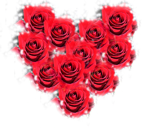 koszulka Pink rose Różowa róża