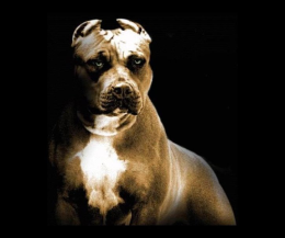 pitbull