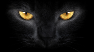 kot żółte oczy -czarna