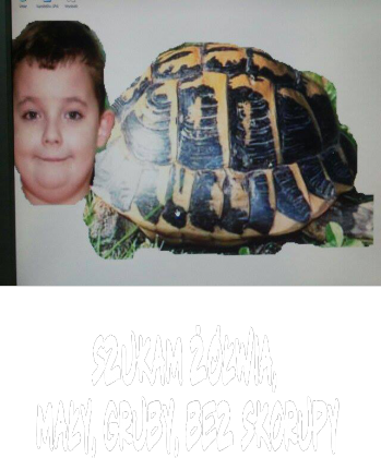 Szukam żółwia