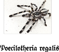 Poecilotheria regalis.