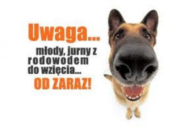 młody jurny