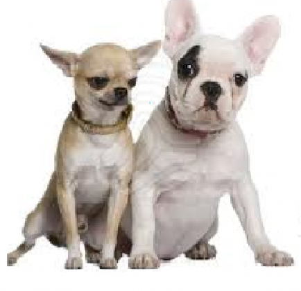 Bulldog