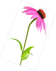 Echinacea