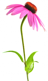 Echinacea2