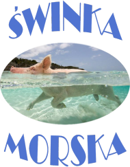 t-shirt świnka morska męski niebieski