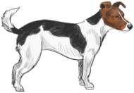 Koszulka Męska Jack Russell Terrier Basic